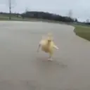 Duckling duck 22