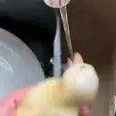 Duckling duck 1