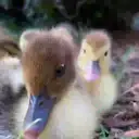 Duckling duck 30
