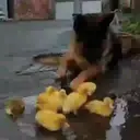 Duckling duck 2