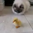 Duckling duck 14