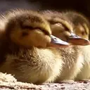 Duckling duck 29
