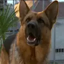 Pastor Alemán🐕‍🦺⭐.MOV 8