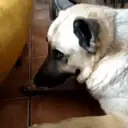 Pastor Alemán🐕‍🦺⭐.MOV 24
