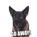 Pastor Alemán🐕‍🦺⭐.MOV 16