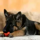 Pastor Alemán🐕‍🦺⭐.MOV 3