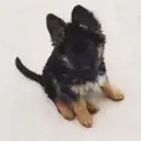 Pastor Alemán🐕‍🦺⭐.MOV 30