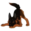 Pastor Alemán🐕‍🦺⭐.MOV 20