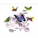 flowers  and butterfly 22