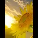 flowers  and butterfly 2