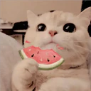 Gatitos Miiiaw 21
