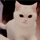 Gatitos Miiiaw 4