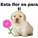 Esta flor es para
ti