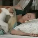 Cats by ♡᭄VAиElY⋆͙̈MιSнυ♡᭄ 3