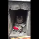 Cats by ♡᭄VAиElY⋆͙̈MιSнυ♡᭄ 24