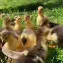 Duckling duck 19