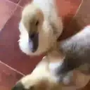 Duckling duck 18
