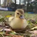 Duckling duck 21