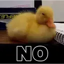Duckling duck 16