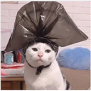 perros y gatos   3 17