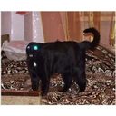 perros y gatos   3 8