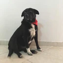 perrito 4