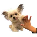 Perros 29