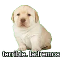 Perros 21