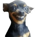 Perros 17