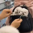 Puppy 卩ㄖ爪乇尺卂几丨卂几 Mov 16