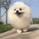 Puppy 卩ㄖ爪乇尺卂几丨卂几 Mov 25
