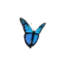 Mariposas 1 Movi 25