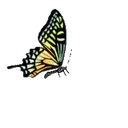 Mariposas 1 Movi 16