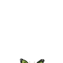 Mariposas 1 Movi 21