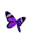 Mariposas 1 Movi 5