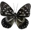 Mariposas 1 Movi 4