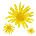 Florecitas lindas MOV 25