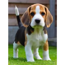 Pets Galaxy 23