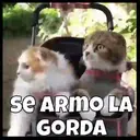 Mascotas ✇1 & Movi 2