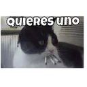Mascotas ✇1 & Movi 8