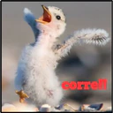 reacciones animales 15