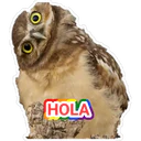 HOLA