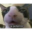 ta potente
