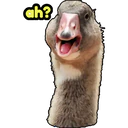 ah?