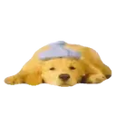 Perros Hermosos 19