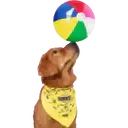 Perros Hermosos 2