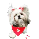 Perros Hermosos 6