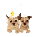 Perros Hermosos 11