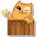 Orange Cat 🐱 2 3