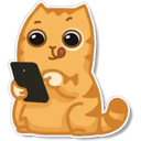 Orange Cat 🐱 2 1